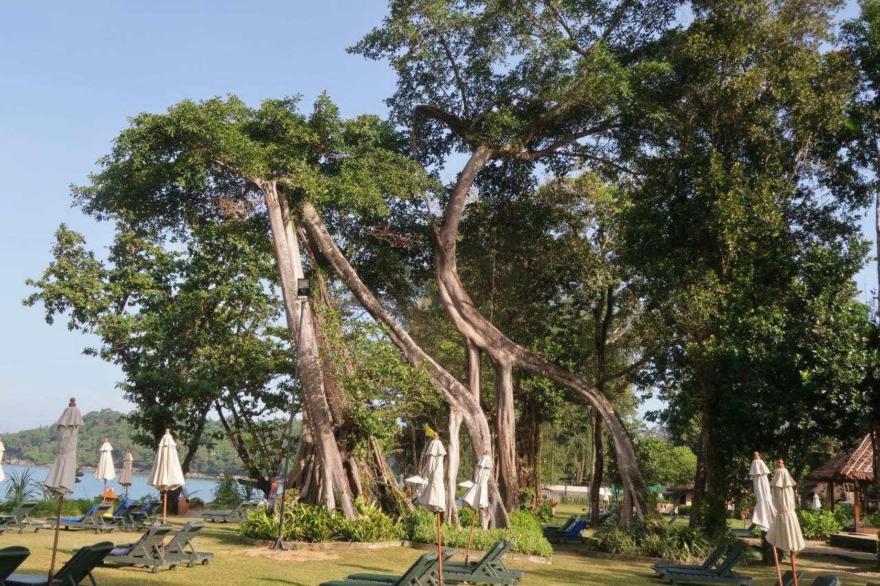 Khaolak Merlin Resort Khao Lak Exteriör bild Ficus racemosa